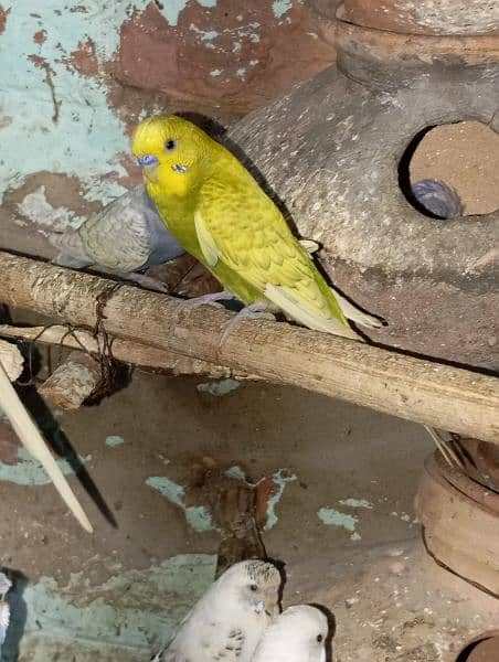 Budgies Parrot Best Size 2