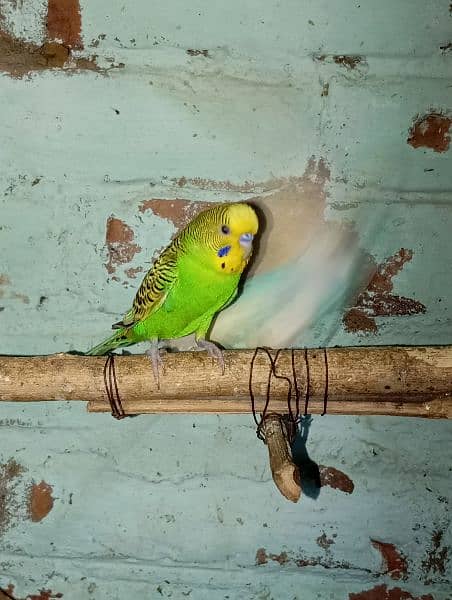 Budgies Parrot Best Size 5