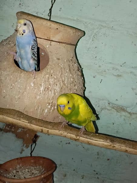 Budgies Parrot Best Size 6