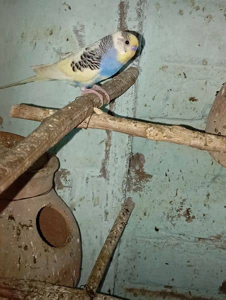 Budgies Parrot Best Size 9