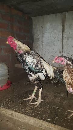 Fresh/cheap aseel pair aval for sale