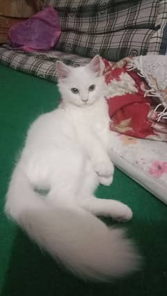 Adorable Persian cat age 6 months for Sale