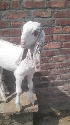 Female goat kid for sale Bakri (Path) for sale