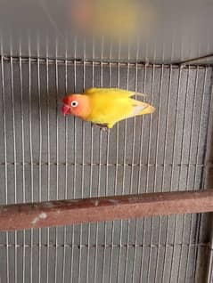 love bird for sale