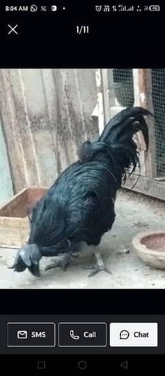 Ayam Cemani jorraa Anday wala Grey Tongue Pair 1 Male 1 Female