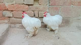 white Bantam Lajawab