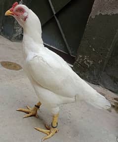 aseel/murgi/ pure aseel hens/pure white kil wali blue Rang red Dora