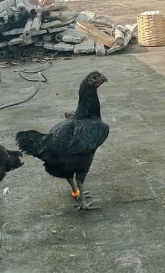 Thai phathi for sale