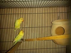 creamino and pastalino breeder pair and many rare bird see description