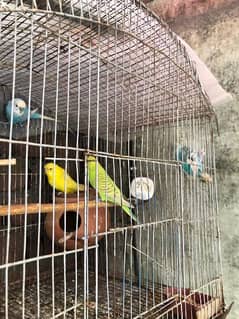 1 pari Australia parrot female hogoromo redeyes with cage 0325-7671549