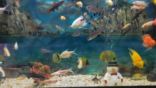 Rainbow Shark And Chichid Fish for sale