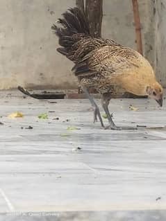 4 Desi Murga aur murgiyan for sale / Hen / Rooster/ Aseel