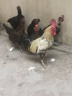 Desi Hen's for sale