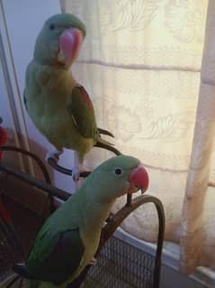 Raw Parrots 5 months Age