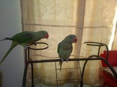 Raw parrot |5 month age| green parrot pair for sale in gujrat |parrots