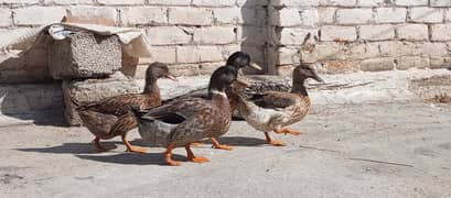 Duck Pair for Sale