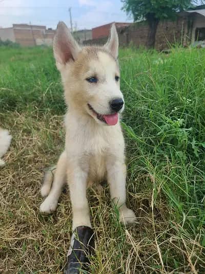 Siberian husky pups odd n blue eyes 0