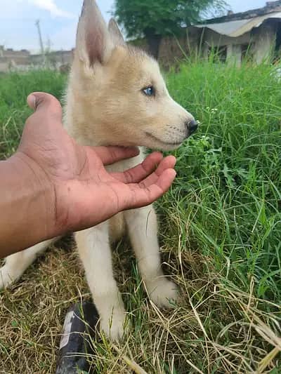 Siberian husky pups odd n blue eyes 1