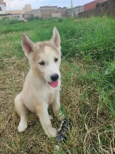 Siberian husky pups odd n blue eyes 2