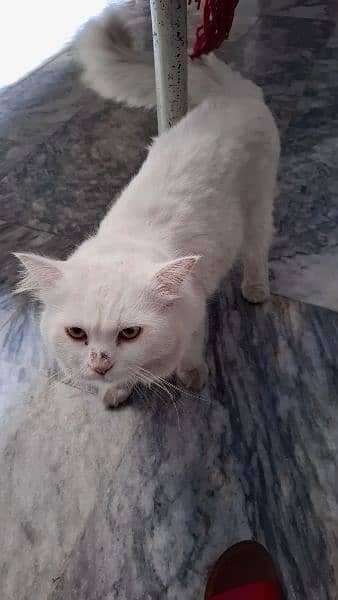 Persian cat male 1