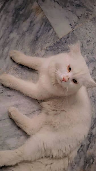 Persian cat male 2