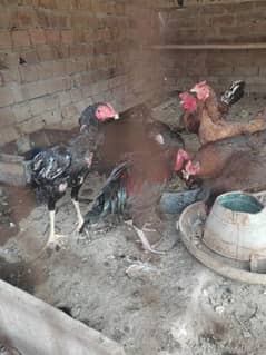 hens for sale undy shoro kiya han 03286449594