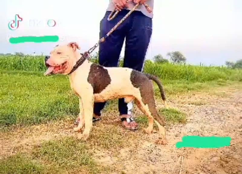 american bully male age 13 month 1