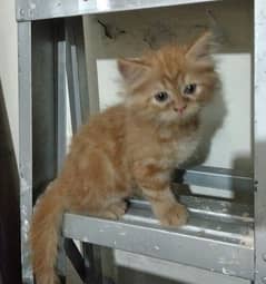 Doll-Faced Persian Kitten for Sale | female | Golden & grey Colour