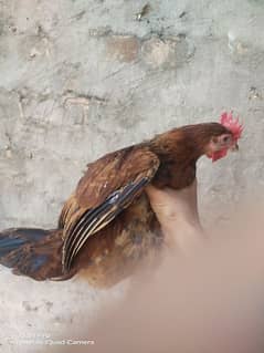 1 Desi Murga aur murgi pair / hen / cock / Rooster /  Aseel