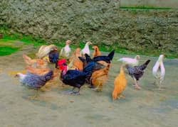 Desi  hens pthiya pthy