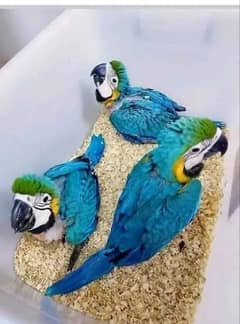 blue macaw parrot chips for sale 0323=4929=839