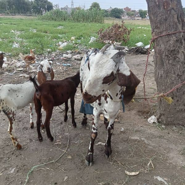 female goat and 2 baby goats , 2 female and 1 male 0