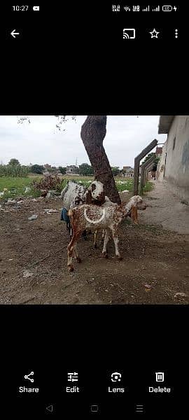 female goat and 2 baby goats , 2 female and 1 male 4