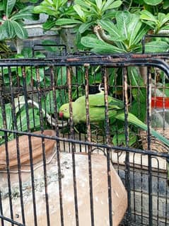 beautiful Ringneck pair with cage