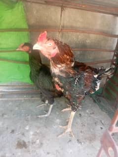 Aseel chicks For sale