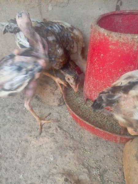 Aseel chicks For sale 1