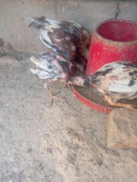 Aseel chicks For sale 2