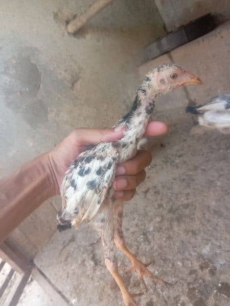 Aseel chicks For sale 4