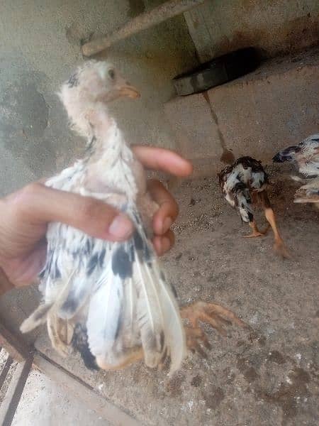 Aseel chicks For sale 5