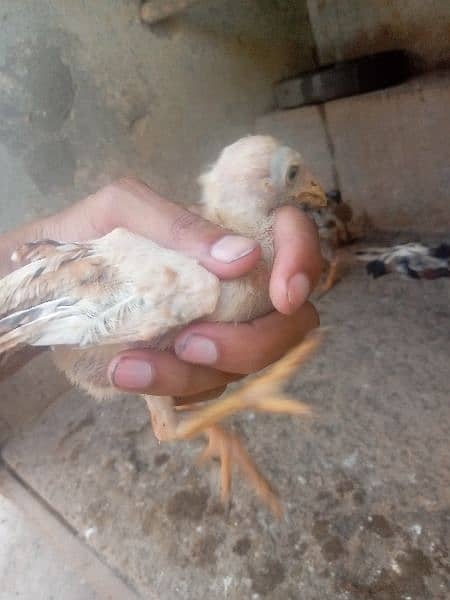 Aseel chicks For sale 6