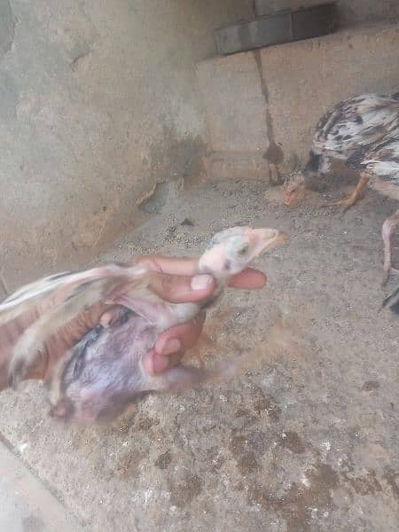 Aseel chicks For sale 7