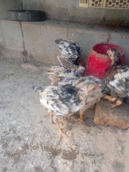 Aseel chicks For sale 9