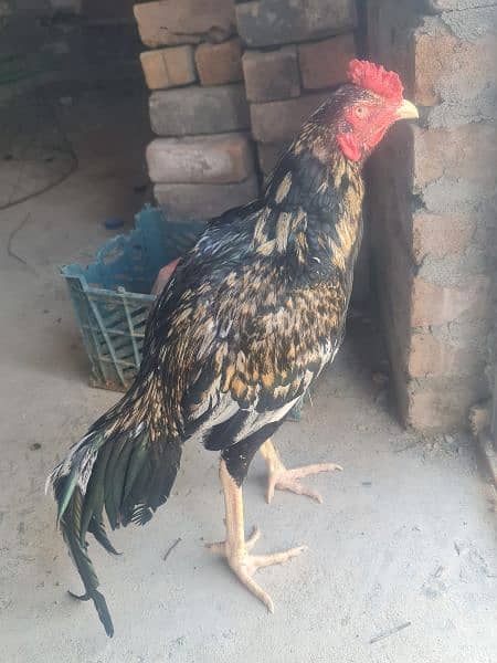 Aseel chicks For sale 10