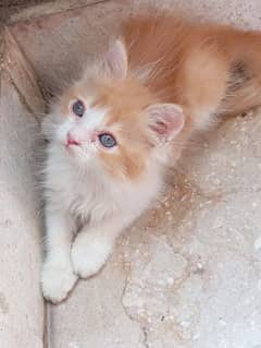 Persian kittens deworming done