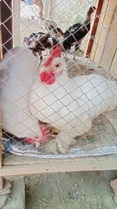 white Bantam 3000 per piece