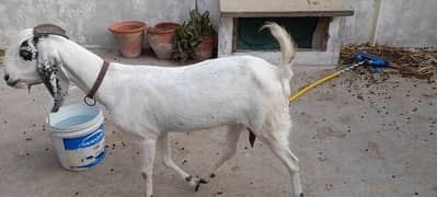 faislabadi  goat  pair for sale 4 dant or 2 dant ghr k breeding hai