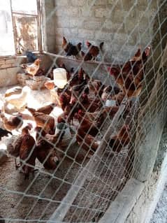 Golden Misri Desi Eggs laying hens