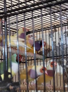 gouldian finch breeding guarantee