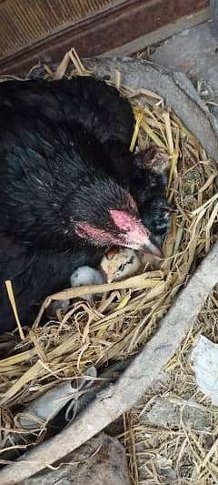 Thai chicks pair for sale