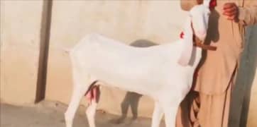 do bacchon wali bakri for sale call on 03207353141